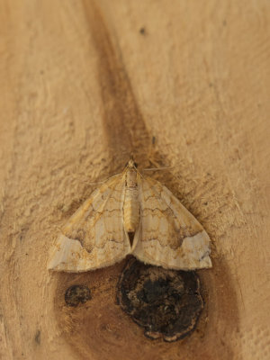 Gewone agaatspanner / Northern Spinach / Eulithis populata