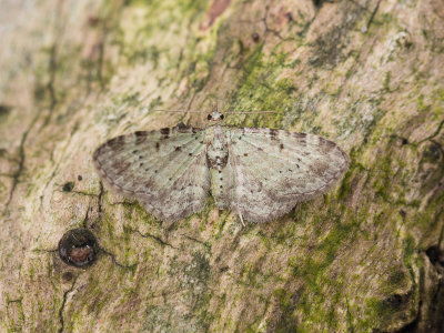 Bosbesdwergspanner / Bilberry Pug / Pasiphila debiliata
