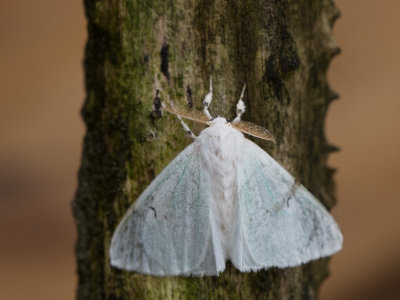Zwarte-l-vlinder / Black V Moth / Arctornis l-nigrum