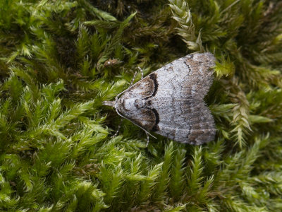 Klein visstaartje / Short-cloaked moth / Nola cucullatella