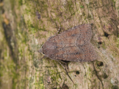 Populierenuil / Suspected / Parastichtis suspecta