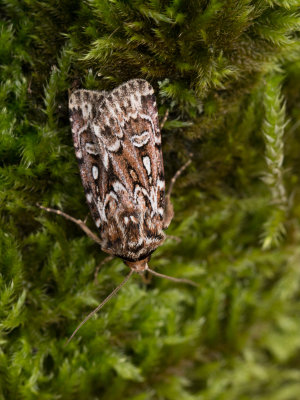 Granietuil / True Lover's Knot  / Lycophotia porphyrea