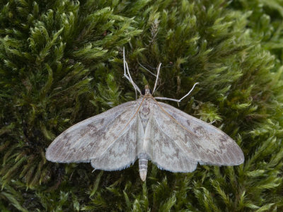 Lichte coronamot / Anania lancealis