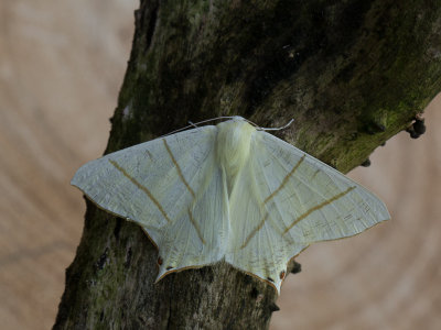 Vliervlinder / Swallow-tailed Moth / Ourapteryx sambucaria