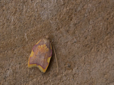 Vuurmot / Oak Lantern / Carcina quercana