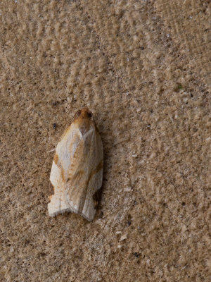 Scherpbandbladroller / Paramesia gnomana