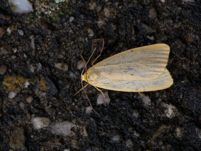 Vierstipbeertje / Four-dotted Footman / Cybosia mesomella