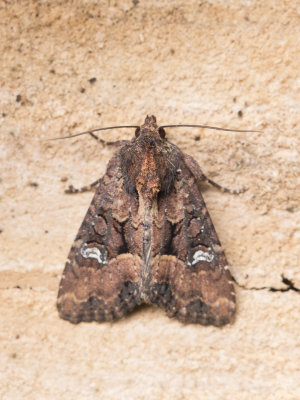Halmrupsvlinder / Common Rustic / Mesapamea secalis