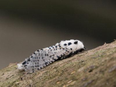 Gestippelde houtvlinder / Wood Leopard Moth / Zeuzera pyrina