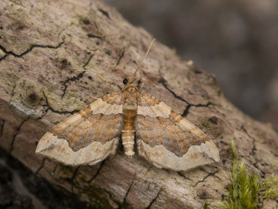 Kajatehoutspanner / Dark Spinach / Pelurga comitata