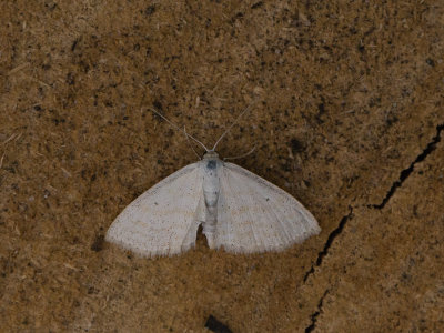 Satijnstipspanner / Satin Wave / Idaea subsericeata