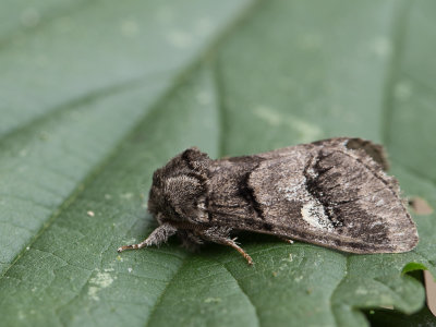 Witlijntandvlinder / Oak Marbled Brown / Drymonia querna 