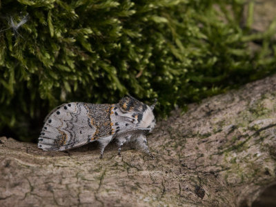 Kleine Hermelijnvlinder / Sallow Kitten / Furcula furcula