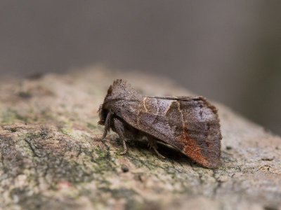 Donkere wapendrager / Small Chocolate-tip / Clostera pigra