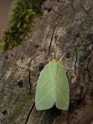 Visstaartjes / Nolidae