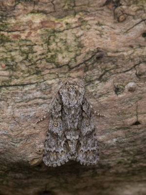 Goudhaaruil / Scarce Dagger / Acronicta auricoma