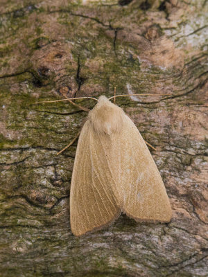 Egale rietboorder /  Fen Wainscot / Arenostola phragmitidis