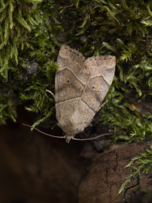Hyena / Dun-bar / Cosmia trapezina