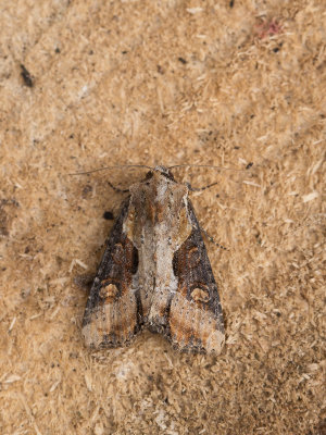 Moerasgrasuil / Double Lobed / Apamea ophiogramma