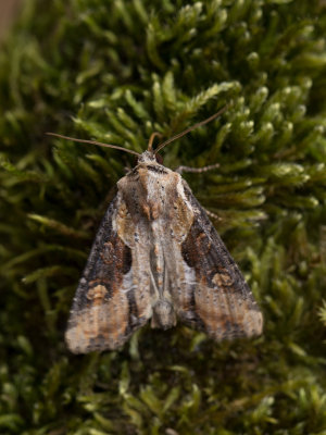 Moerasgrasuil / Double Lobed / Apamea ophiogramma