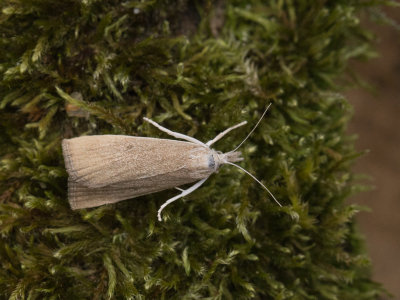 Lisdoddesnuitmot / Calamotropha paludella