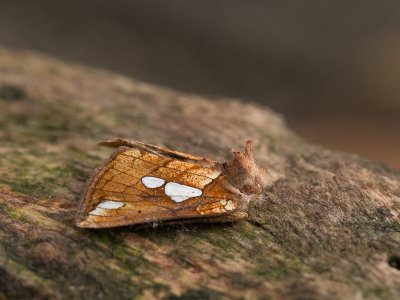 Moerasgoudvenstertje / Lempke's Gold Spot / Plusia putnami
