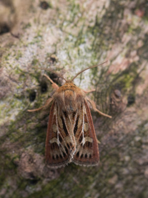 Bonte grasuil / Antler Moth / Cerapteryx graminis