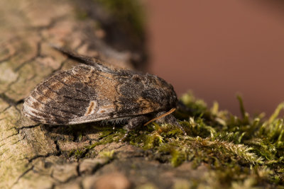 Wilgentandvlinder / Three-humped Prominent / Notodonta tritophus