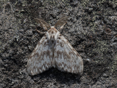 Nonvlinder / Black arches / Lymantria monacha