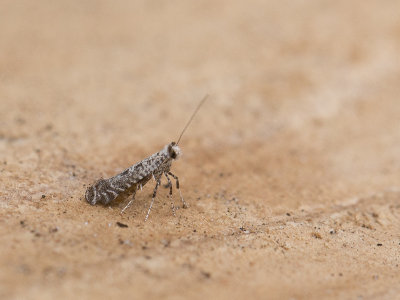 Gewone zebramot / Parornix devoniella