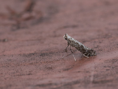 Gewone zebramot / Parornix devoniella