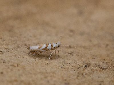 Gezaagde eikenvouwmot / Phyllonorycter kuhlweiniella