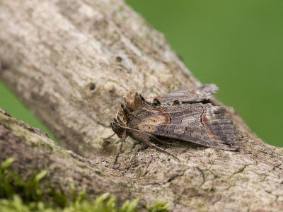 Donker brandnetelkapje / Dark Spectacle / Abrostola triplasia