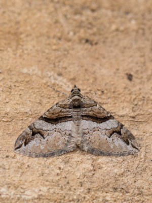 Berberisspanner / Barberry Carpet Moth / Pareulype berberata