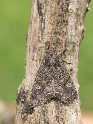 Kooluil / Cabbage moth / Mamestra brassicae