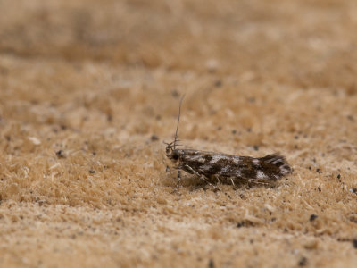 Heidepistoolmot / Aristotelia ericinella