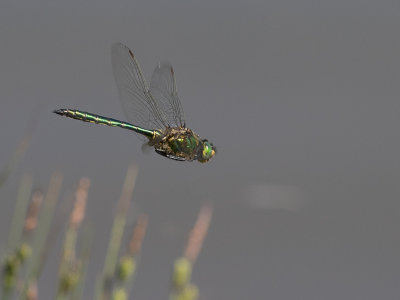 Metaal glanslibel / Brilliant Emerald / Somatochlora metallica 