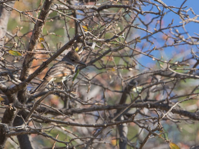 Ash-throated Flycatcher / Grijskeeltiran / Myiarchus cinerascens 