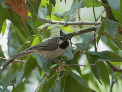 Bridled Titmouse / Harlekijnmees	/ Baeolophus wollweberi 