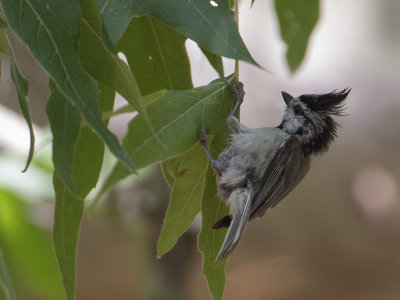 Bridled Titmouse / Harlekijnmees	/ Baeolophus wollweberi 