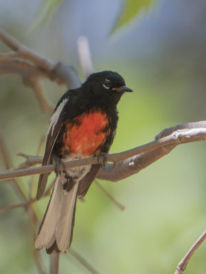 Painted Redstart / Roodbuikzanger / Myioborus pictus 