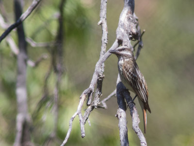 Sulpher-bellied Flycatcher / Witvoorhoofdtiran / Myiodynastes luteiventris 