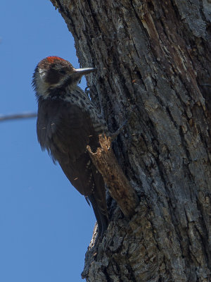 Arizona Woodpecker / Arizonaspecht / Picoides arizonae 