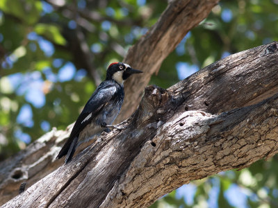 Acorn Woodpecker / Eikelspecht / Melanerpes formicivorus 