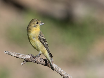 Lesser Goldfinch / Witbandsijs / Carduelis psaltria 