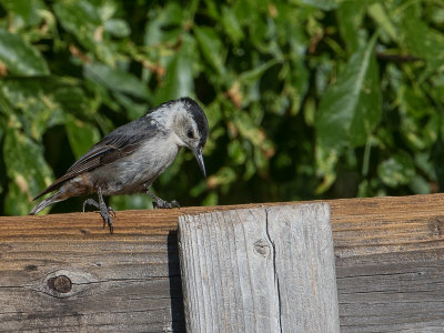 White-breasted Nuthatch / Witborstboomklever / Sitta carolinensis