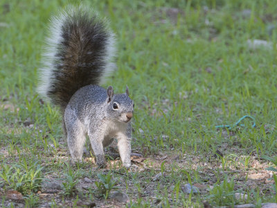 Arizona Gray Squirrel / Arizona-eekhoorn / Sciurus arizonensis