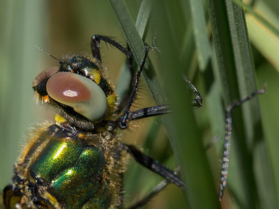 Metaal glanslibel / Brilliant Emerald / Somatochlora metallica 