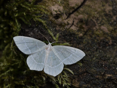Melkwitte zomervlinder / Little Emerald / Jodis lactearia