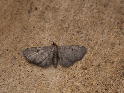 Grijze dwergspanner / Grey Pug / Eupithecia subfuscata